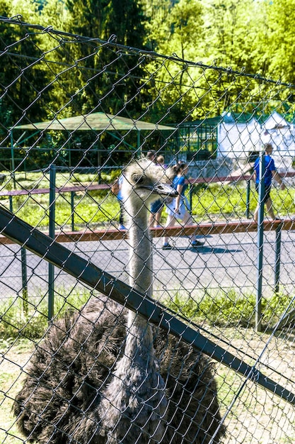 Struś afrykański w zoo