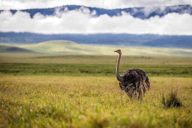 Zdjęcie struś - park narodowy serengeti - tanzania