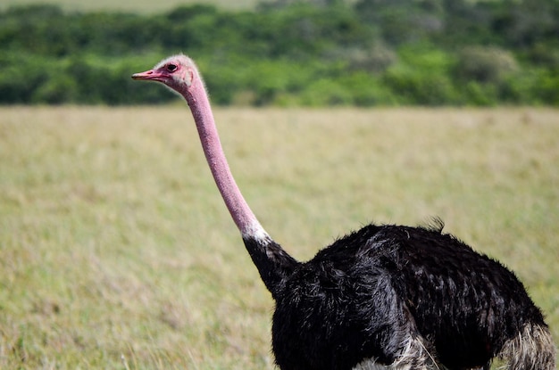 Struś spacerujący po sawannie Masai Mara Kenia Afryka