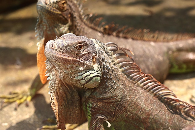 Strzał głową iguany zielonej w zoo