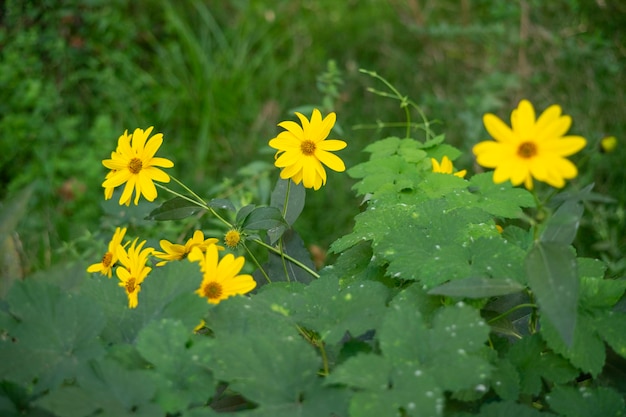 Strzał przeznaczone do walki radioelektronicznej z pięknymi żółtymi kwiatami Helianthus tuberosus