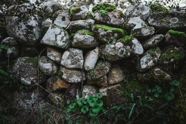 Strzał z kamiennej ściany pełnej roślinności na wsi Ściana pola kraju