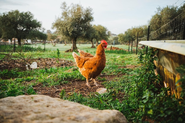 Strzał z redcrested kury na wsi w godzinach porannych Jest otoczony zieloną trawą