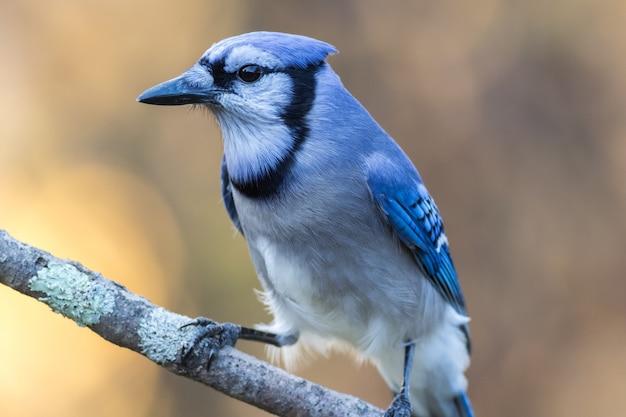 Zdjęcie strzał zbliżenie blue jay siedzący na gałęzi d