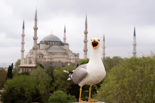 Strzał Zbliżenie Duży Whitegrey Frajer Otwarte Mouthbeaklooking Na Aparat Na Tle Błękitnego Meczetu W Istanbulturkey