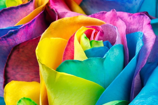 Zdjęcie strzał zbliżenie kolorowe tło kwiat. kolorowa róża