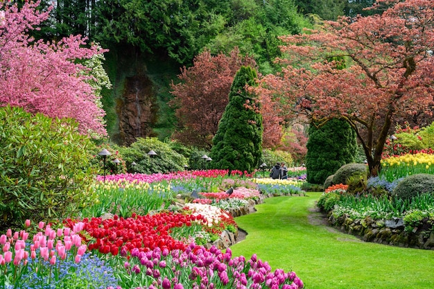 Strzał zbliżenie kwitnących kolorowych kwiatów tulipanów w parku