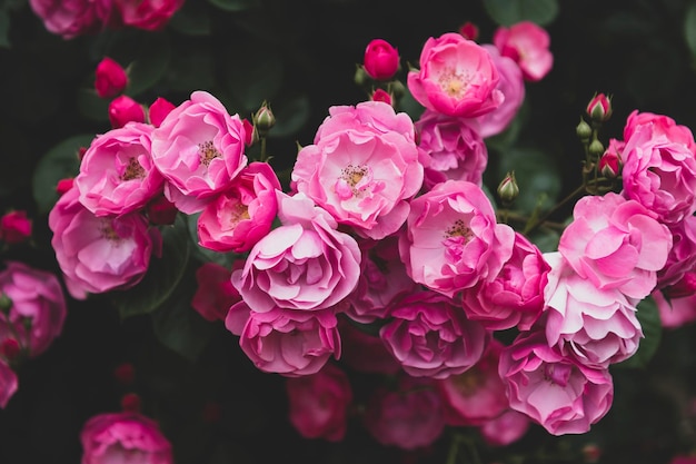 Strzał zbliżenie kwitnących różowych róż Floribunda w ogrodzie