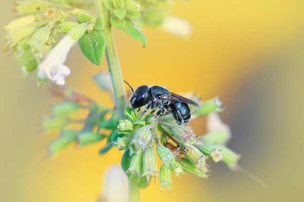 Strzał Zbliżenie Małej Ciemnej Pszczoły Caerulescens Osmia Na Piękny Kwiat W Gard France