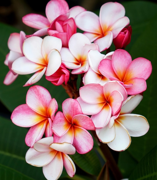 Strzał zbliżenie piękne różowe kwiaty frangipani w ogrodzie