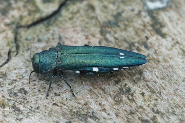 Zdjęcie strzał zbliżenie zielonego cętkowanego dębu buprestid lub dąb splendor beetle, agrilus biguttatus