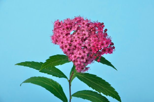 Strzał ze studia bungei clerodendron