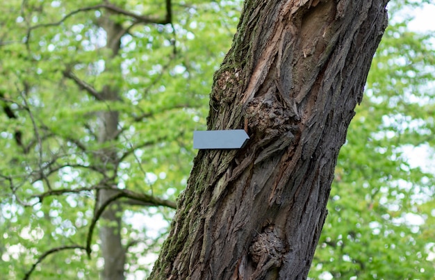 Strzałka z kierunkiem jest przybita do drzewa w lesie z makietą