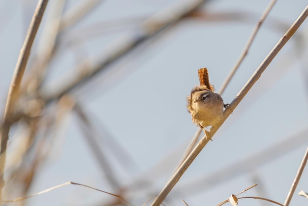 Strzyżyk ptak na gałęzi (Troglodytes troglodytes) Wildlife. strzyżyk euroazjatycki