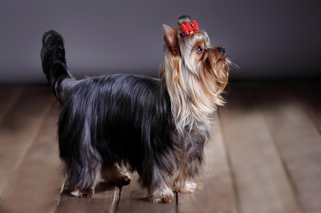 Studio fotograficzne uroczego psa Yorkshire Terrier