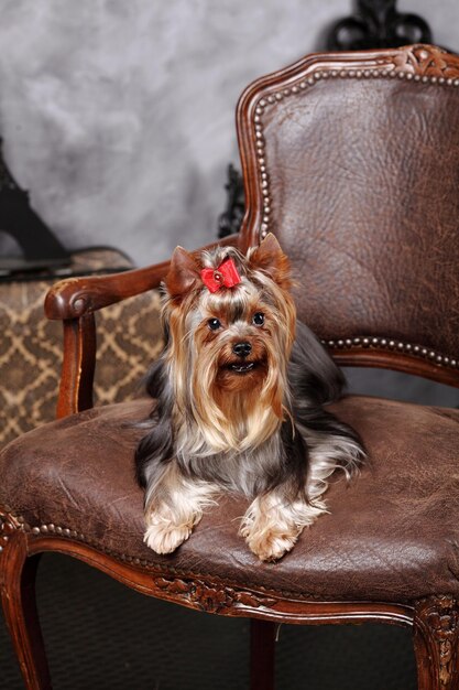 Studio fotograficzne uroczego psa Yorkshire Terrier