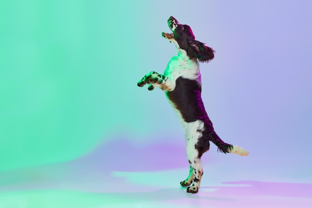 Studio obraz inteligentnego psa springer spaniel angielski pozowanie na tylnych łapach nad zielonym gradientem fioletowym