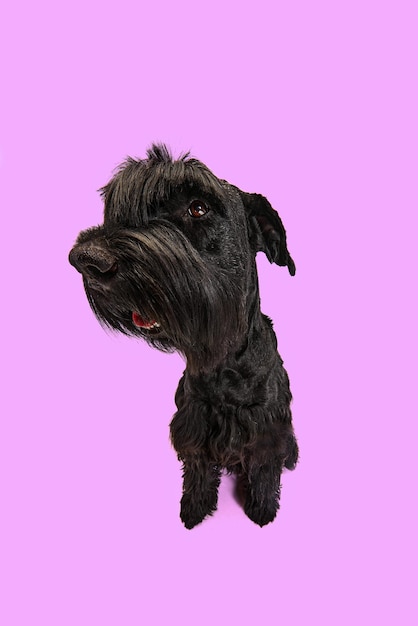 Studio obraz śmiesznego psa czarnego riesenschnauzera siedzącego na fioletowym tle