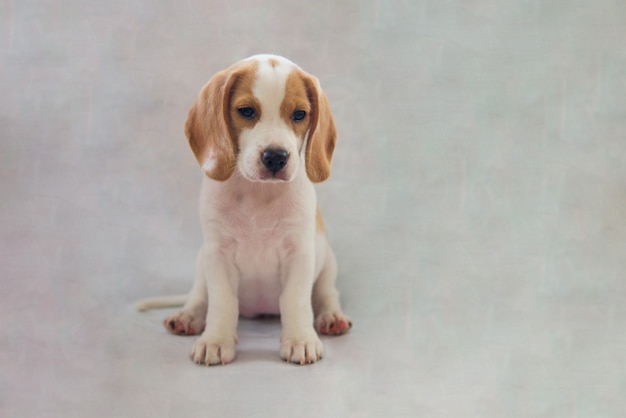 Studio portret małego rasowego szczeniaka rasy beagle piesek wygląda zaspany siedząc na szarej ścianie