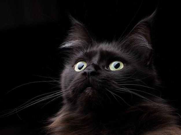 Studio Portret Pięknej Kotki Rasy Maine Coon