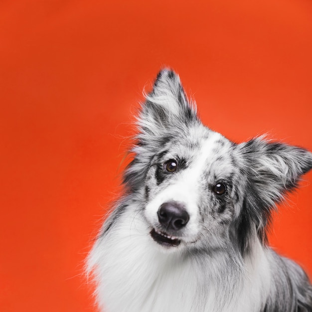 Studio Strzał śliczny Border Collie Pies