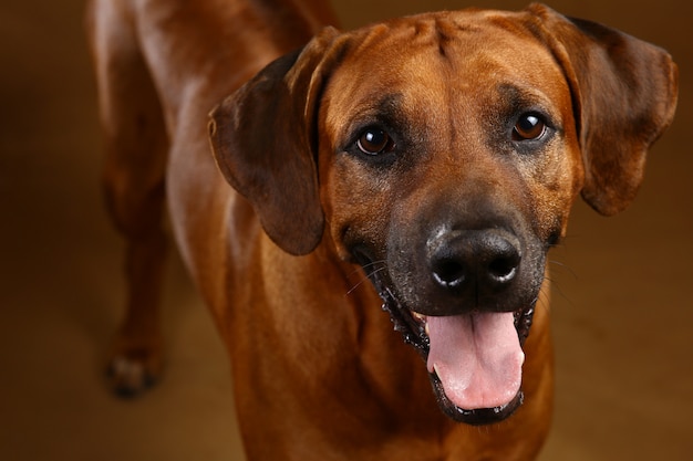 Studio strzelał Rhodesian Ridgeback pies na brown tle