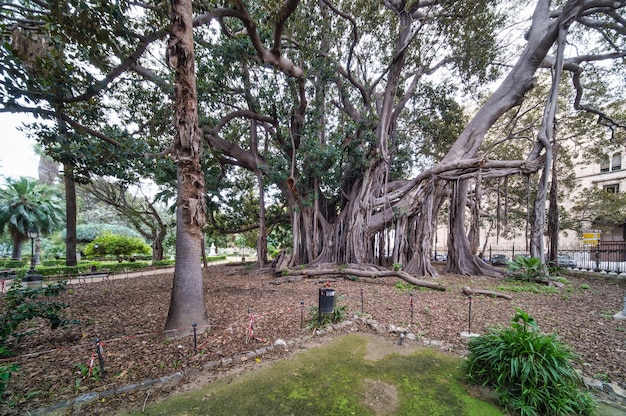 Stuleci stary ficus w Palermo w ogrodzie Piazza Marina