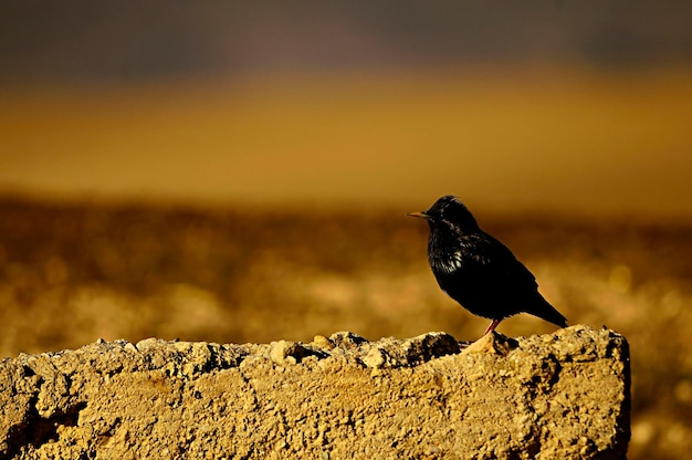 Sturnus unicolor czarny szpak to gatunek wróblowatych z rodziny sturnidae