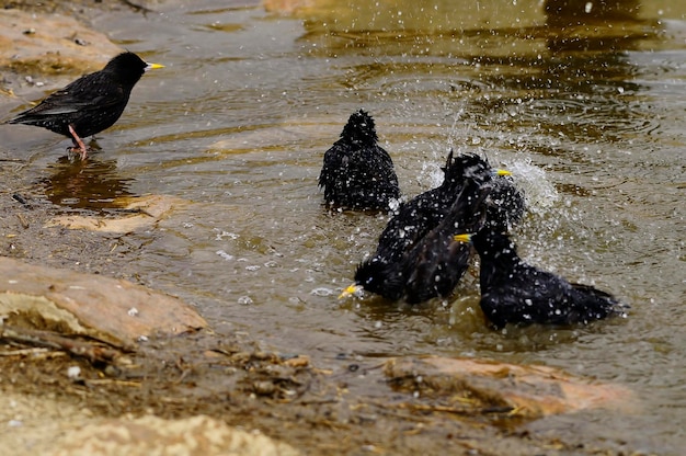 Sturnus unicolor czarny szpak to gatunek wróblowatych z rodziny sturnidae