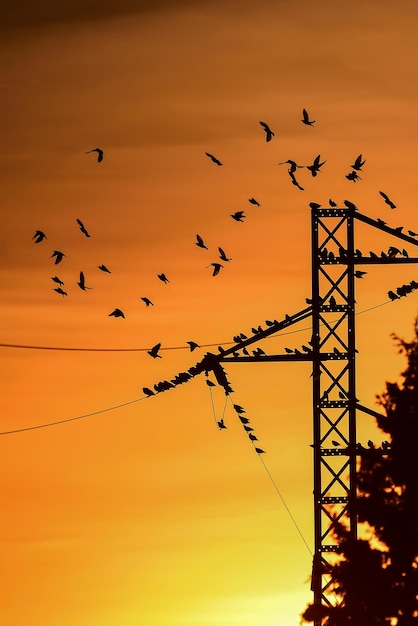 Sturnus Vulgaris - Szpak Zwyczajny Jest Gatunkiem Wróblowatym Z Rodziny Sturnidae.