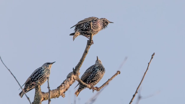 Sturnus Vulgaris Trzy Ptaki