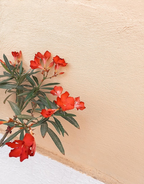 Stylowa naturalna tapeta Czerwone kwiaty na beżowej ścianie Minimalistyczna estetyka