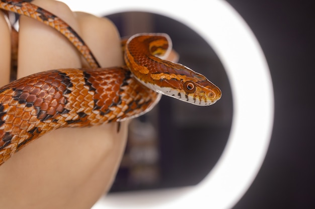 Subadult Western Hognose Trzymany W Dłoni Dorosłej Kobiety