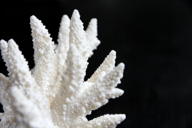 Sucha gałąź koralowca na białym tle na czarnym tle