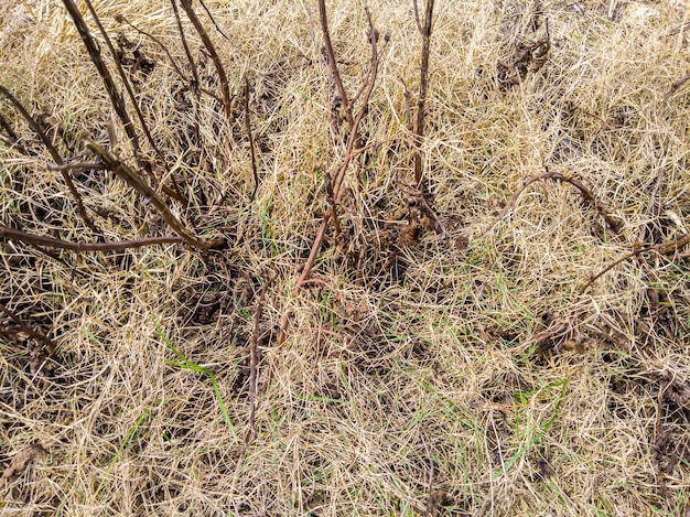 Zdjęcie sucha martwa trawa na jałowej ziemi