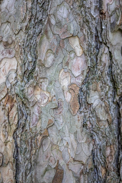Sucha tekstura kory drzewa i tło, koncepcja natury. Kora drzewa tekstura drewna artystyczny natura wzór