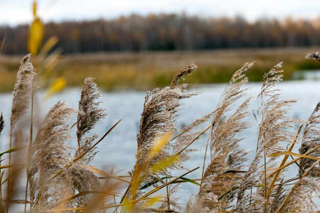 Zdjęcie sucha trawa na podmokłym terenie w okresie jesiennym
