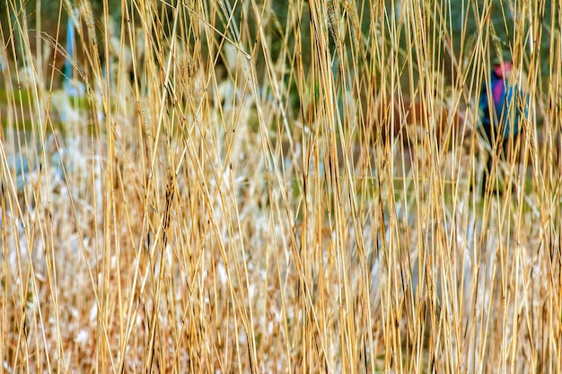 Sucha trawa na tle Suche paniki Miscanthus sinensis kołysają się na wietrze na początku wiosny