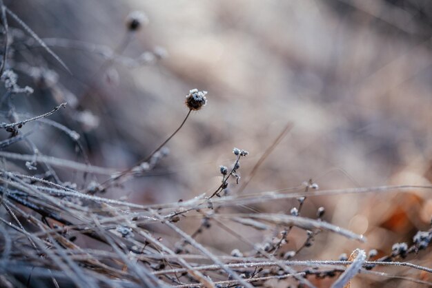 Sucha trawa pokryta pierwszymi przymrozkami rano, zmieniają się pory jesienno-zimowe, jesienne pierwsze przymrozki