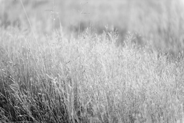 Sucha trawa tło natura ekologia i koncepcja zbiorów pole suchej trawy z rośliną kłoskową z ciepłym światłem rano pole suchej trawy pastwisko w zachodzie słońca plantacja słońca ciesząca się przyrodą