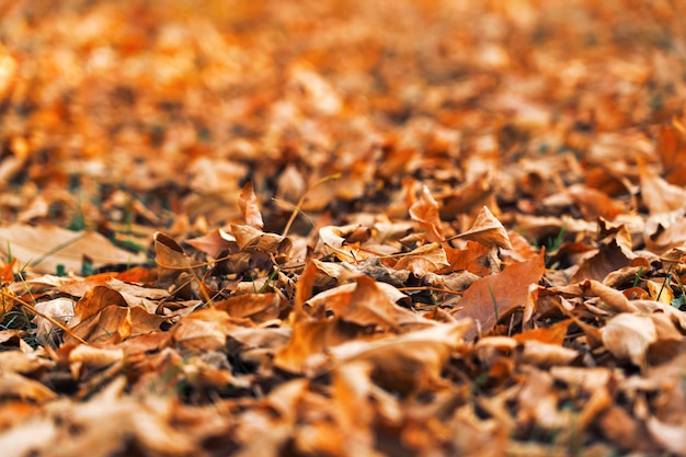 Suche czerwone jesienne liście na ziemi. Tekstura jesiennych liści. Niewyraźne tło, selektywne focus.
