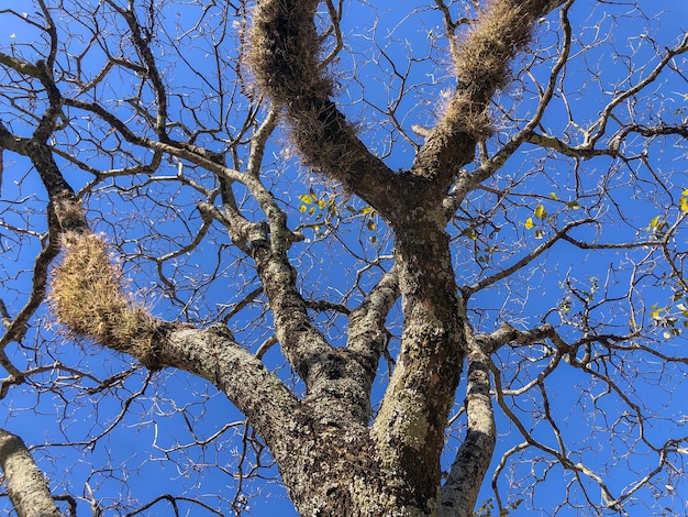 suche drzewo z wieloma cienkimi gałęziami na tle błękitnego nieba