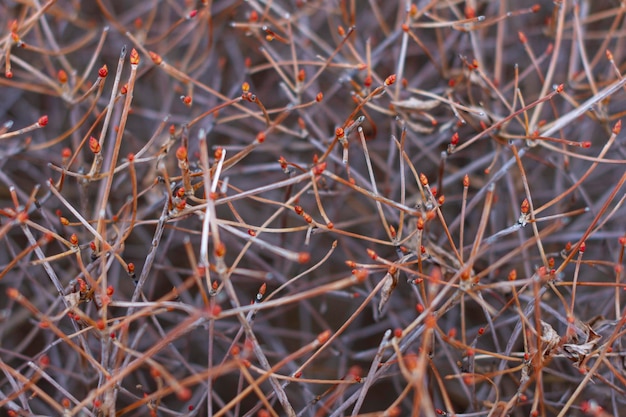 Suche Gałązki Enkianthus Perulatus Znanego W Japonii Jako Doudan Tsutsuji