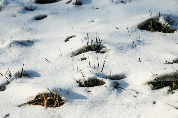suche gras zaglądające zimą przez warstwę śniegu