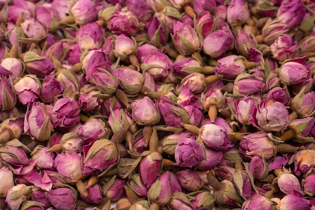 Suche herbaciane róże odizolowywający na białym tle