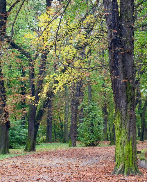 Suche liście drzew i ścieżka dla pieszych w jesiennym parku miejskim