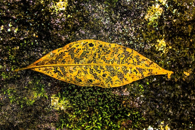 Zdjęcie suche liście spadają na skałę