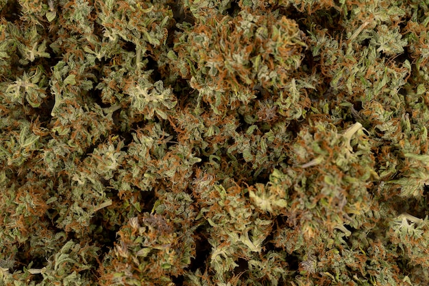 Suche pąki kwiatowe tło konopi marihuana chwast widok z góry kopia przestrzeń bliska pąk konopi