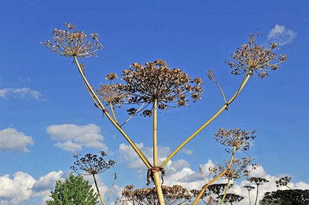 Suche pędy z nasionami niebezpiecznej rośliny barszcz Sosnowsky Heracleum sosnowskyi