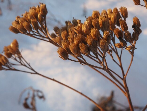 suche rośliny na zaśnieżonej zimowej łące